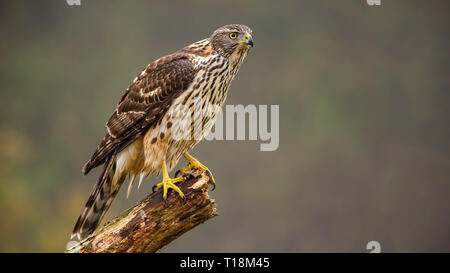 Jugendliche, Northern goshawk Accipiter gentilis thront auf einem Ast Stockfoto