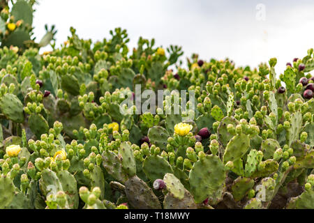 Feigenkaktus (Opuntia) wilden Büsche in Zypern - Papoutsosika Stockfoto