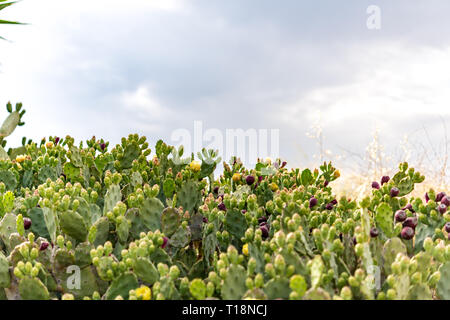Feigenkaktus (Opuntia) wilden Büsche in Zypern - Papoutsosika Stockfoto