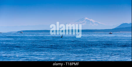 Die flosse eines männlichen Orca in der Nähe von Vancouver Island. Mt Baker ist im Hintergrund sichtbar. Stockfoto
