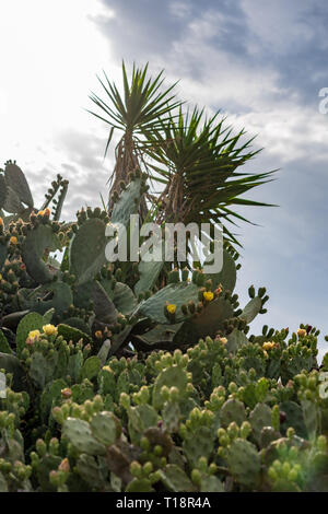 Feigenkaktus (Opuntia) wilden Büsche in Zypern - Papoutsosika Stockfoto