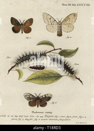 Schwammspinner, Lymantria dispar, männlich, weiblich, Larve, Puppe. Phalaena dispar. Papierkörbe Kupferstich von Johann Carl Bock von eugenius Johann Christoph Esperâ € ™ s Schmetterlinge in Abbildungen nach der Natur, Erlangen, 1786 sterben. Stockfoto