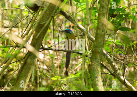 Blau gekrönt Motmot Vogel im Wald Stockfoto