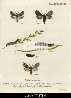 Tholera decimalis gefiederten Gothic, 1-5, und Rannoch Brachionycha nubeculosa sprawler, 6. Bombyx lolii, nubeculosa. Papierkörbe Kupferstich von Johann Carl Bock von eugenius Johann Christoph Esperâ € ™ s Schmetterlinge in Abbildungen nach der Natur, Erlangen, 1786 sterben. Stockfoto