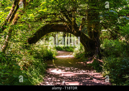 Natural Arch Baum über die Halle der Moose Wanderweg in Hoh Wald, Olympic National Park, Washington State, USA. Stockfoto