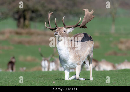 Einen männlichen Damwild Hirsch kniet sich auf einer Wiese. Stockfoto