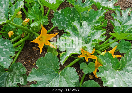 Close-up gelb Zucchiniblüten auf Zucchini Pflanzen sorte F1 Defender im Gemüsebeet in Englischer Garten, Sommer UK Stockfoto