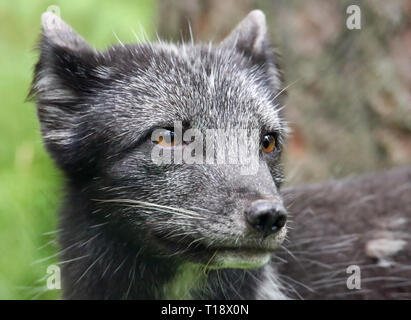 Junge arktischen Fuchs (Vulpes lagopus) - Nahaufnahme Stockfoto