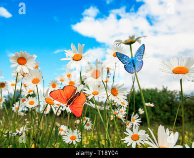 Verschiedene schöne Schmetterlinge fliegen über einer Wiese auf einem hellen weißen Blumen Gänseblümchen auf einem sonnigen Sommertag und den Nektar Stockfoto