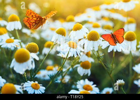 Verschiedene schöne Schmetterlinge flattern und sitzen auf einem hellen Wiese auf einem sanften Bellamy Blumen Gänseblümchen auf einem sonnigen Sommertag Stockfoto