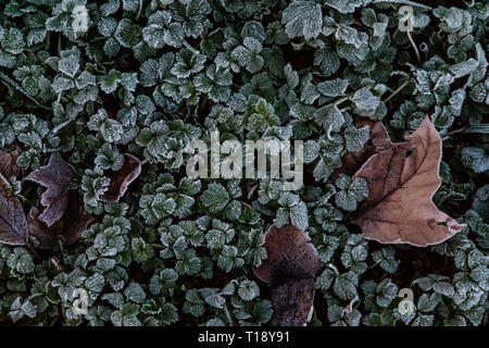 Nahaufnahme von frosty Kleeblätter mit braunen Blätter zwischen Sie verstaut Stockfoto