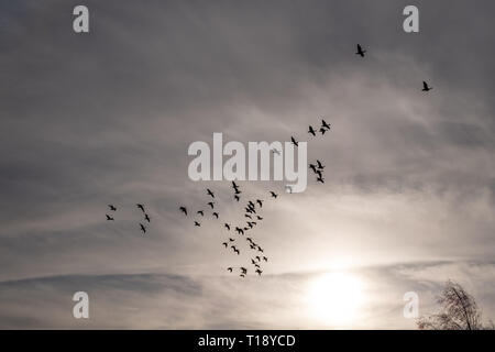 Wildgänse am Himmel Stockfoto