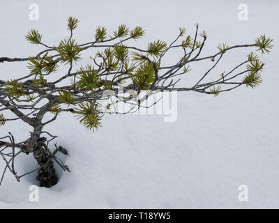 Einen kleinen Anfang einer Kiefer wachsen durch eine Schicht aus weißem Schnee Stockfoto