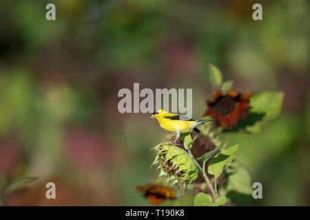 Ein männlicher American Goldfinch thront auf einem alten Sonnenblumen in der hellen Sonne mit einem bunten Hintergrund. Stockfoto