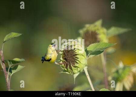 Eine helle gelbe Männchen American Goldfinch klammert sich an eine Sonnenblume auf einem Feld in die helle Sonne. Stockfoto