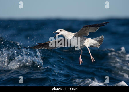 Eine unreife Möwe gleitet über die Spritzer wellige Meer in die helle Sonne. Stockfoto