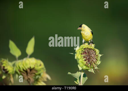 Eine helle gelbe Männchen American Goldfinch auf eine Sonnenblume auf einem Feld in der hellen Sonne mit einer glatten grünen Hintergrund thront. Stockfoto