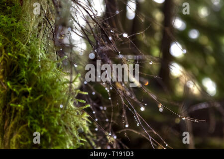 In der Nähe von Büschel Moos auf einem Baum mit sehr dünnen Zweigen und Wassertröpfchen in den Hoh Regenwald Stockfoto