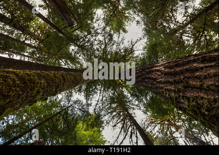 Zwei sehr großen redwoods auf jeder Seite nach oben in den Himmel, während sie auf der Suche nach Vordach im Hoh Regenwald Stockfoto
