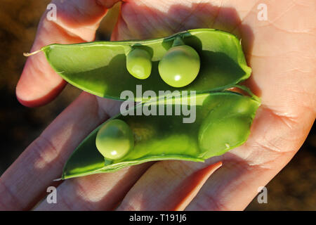 Podded pea Pods öffnen in der Hand Stockfoto