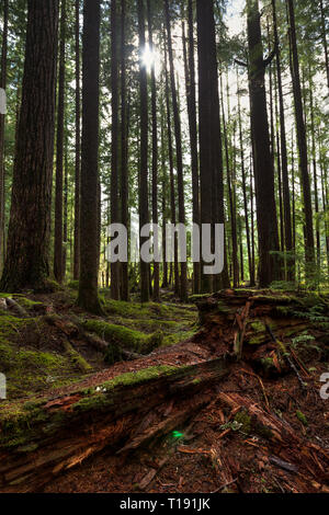 Hohe Bäume und einer verfallenden Redwood im Vordergrund anmelden und die Sonne zwischen Bäumen in der Hoh Rain shining Wald Stockfoto