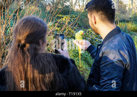 Menschen Hand füttern Papageien im St James's Park, London England United Kingdom UK Stockfoto