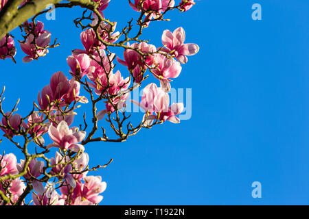 Volle lila Blüten von Untertasse magnolia aka Tulip Tree gegen deep blue sky Ende März Stockfoto