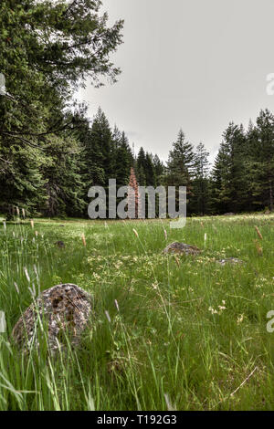 Hohes Gras Wiese und einem großen Felsen im Vordergrund mit hohen baumgrenze im Hintergrund Stockfoto