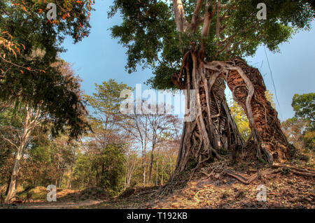 Die Wurzeln des Baumes halten Was bleibt von einem Tempel in Kambodscha auf der rechten Seite und Bäume auf der linken Seite Stockfoto