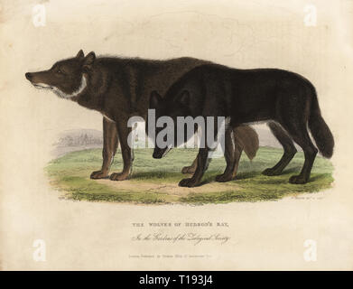 Wölfe der Hudson Bay, Canis lupus, in den Gärten der Zoologischen Gesellschaft, London. Papierkörbe Kupferplatte gezeichnet und von W. Panormo von William Smellie ist die Übersetzung der Geschichte zählen Georges Buffon der Erde und der belebten Natur, Thomas Kelly, London, 1829 eingraviert. Stockfoto