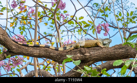 Ein sehr großes, 1 Meter lang, grüner Leguan mit einem riesigen Schwanz, ruht in einem Baum, mit rosa Blüten, in Playa Hermosa, Costa Rica. Stockfoto