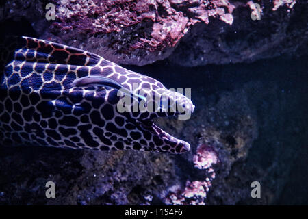 Dieses einzigartige Bild zeigt eine schöne Muränen im Aquarium in der Mitte des Einkaufszentrums Siam Paragon. Das Foto wurde im bbk genommen Stockfoto