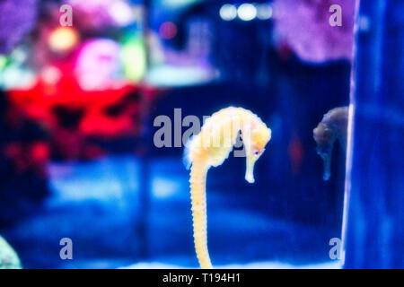 Dieses einzigartige Bild eines sehr seltenen Seepferdchen schwimmen in ein Sea Life Aquarium in Bangkok, Thailand Stockfoto