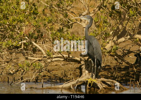 Western Reef Reiher/Egretta gularis Stockfoto