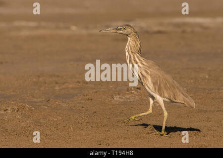 Indische Teich Heron/Ardeola grayii Stockfoto