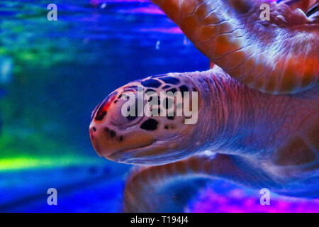 Dieses Bild zeigt einen wunderschönen Wasser Schildkröte. Das Foto wurde im Sea Life Aquarium in Bangkok getroffen Stockfoto