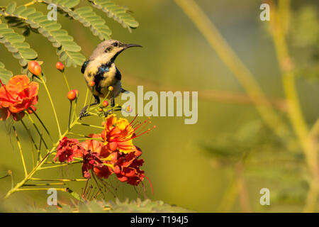 Ein wunderschöner Vogel auf bunte Blumen. Lila Sunbird/Cinnyris asiaticus Stockfoto