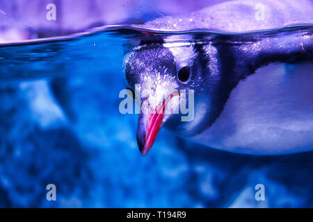 Dieses einzigartige Bild zeigt ein Pinguin im Zoo Sea Life in Bangkok. Dies ist eine preisgekrönte Tier Foto Stockfoto