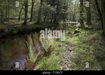 Schwarzes Wasser Strom Das Rhinefield Zierpflanzen Drive New Forest National Park Hampshire England Stockfoto