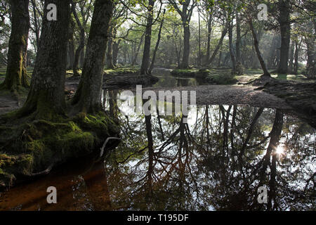 Ober Wasser strömen an Ober Ecke in der Nähe Brockenhurst New Forest National Park Hampshire England Stockfoto