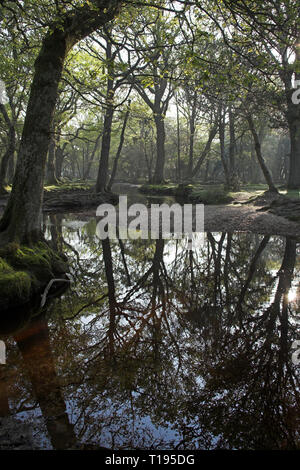 Ober Wasser strömen an Ober Ecke in der Nähe Brockenhurst New Forest National Park Hampshire England Stockfoto