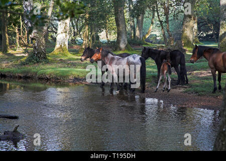 New Forest Pony durch die Ober Wasser strömen an Ober Ecke in der Nähe Brockenhurst New Forest National Park Hampshire England Stockfoto