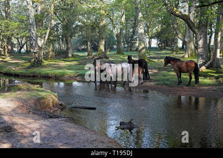 New Forest Pony durch die Ober Wasser strömen an Ober Ecke in der Nähe Brockenhurst New Forest National Park Hampshire England Stockfoto