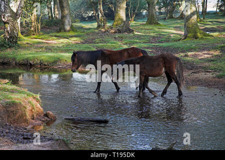 New Forest Pony durch die Ober Wasser strömen an Ober Ecke in der Nähe Brockenhurst New Forest National Park Hampshire England Stockfoto