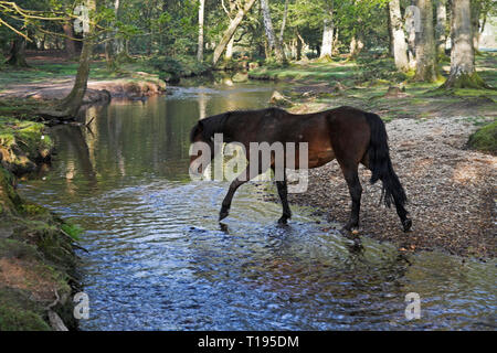 New Forest Pony durch die Ober Wasser strömen an Ober Ecke in der Nähe Brockenhurst New Forest National Park Hampshire England Stockfoto