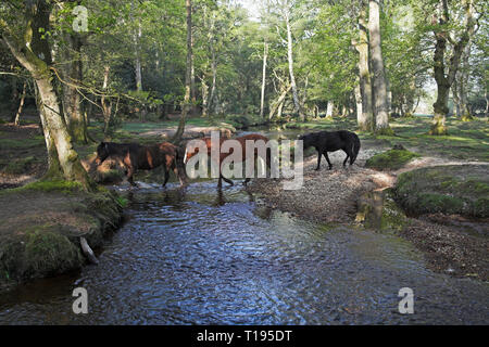 New Forest Pony durch die Ober Wasser strömen an Ober Ecke in der Nähe Brockenhurst New Forest National Park Hampshire England Stockfoto