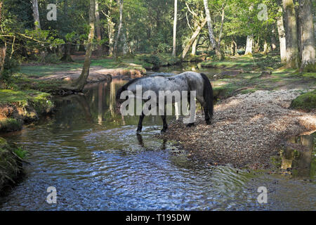 New Forest Pony durch die Ober Wasser strömen an Ober Ecke in der Nähe Brockenhurst New Forest National Park Hampshire England Stockfoto