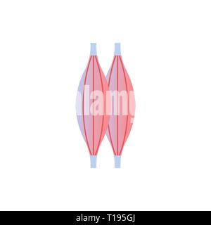 Muskel Symbol Organ des Menschen Anatomie Gesundheit medizinisches Konzept weißer Hintergrund Stock Vektor