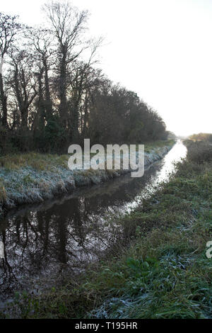 Frost auf die Vegetation neben Entwässerungsgraben auf der Ham Wand RSPB Nature Reserve Somerset Levels Somerset England Stockfoto