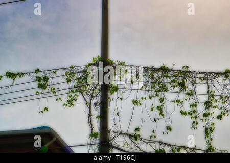 Dieses einzigartige Bild zeigt die wachsende Pflanzen wild auf die Stromleitungen in den Kanälen von Mae Nam Chao Phraya in Bangkok Stockfoto